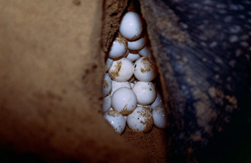 Leatherback Sea Turtle Eggs (Dermochelys coriacea)
