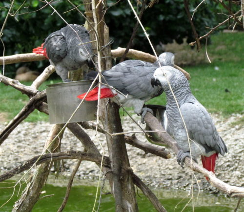 African Grey Parrots in Sylvan Heights Waterfowl Park