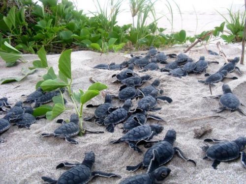 This photo shows a clutch of young sea turtles on the beach in Central America.