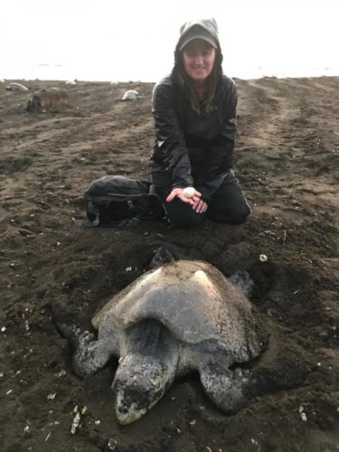 This photo shows researcher Helen Pheasey holding a decoy egg on the beach with a sea turtle.
