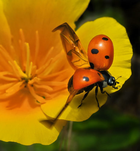 7-spot Ladybug, Ready for Takeoff.