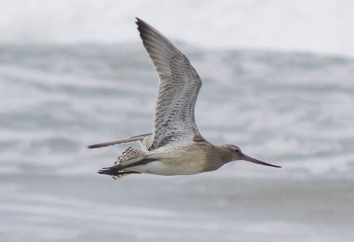 Bar-tailed godwit in flight.