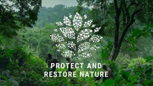 Image of a jungle with the words "Protect and restore nature" superimposed.