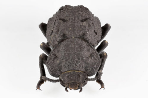 Diabolical ironclad beetle