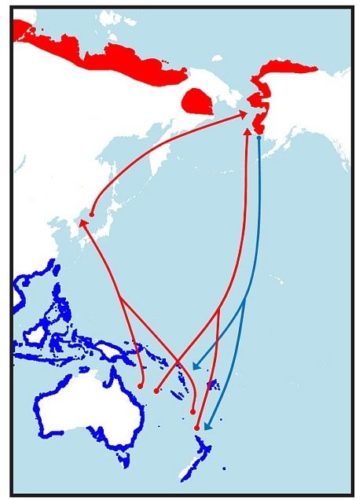 Bar-tailed godwit (Limosa lapponica) migration routes between Northern Hemisphere summer breeding grounds (red) to temperate overwintering areas (blue).