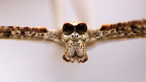 Closeup on the face of an ogre-faced spider.