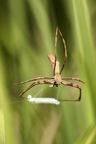 An ogre-faced spider dangling, with prey wrapped up.