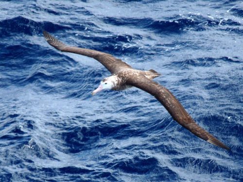 Tristan Albatross Diomedea dabbenena, flying over the water off Tristan da Cunha
