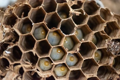Immature Asian giant hornets in their cells in the nest.