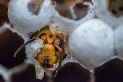 An Asian giant hornet just emerging as an adult.