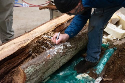 An entomologist studies the Asian giant hornet nest found in Washington.