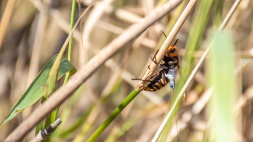 An Asian giant hornet wearing a tracker.