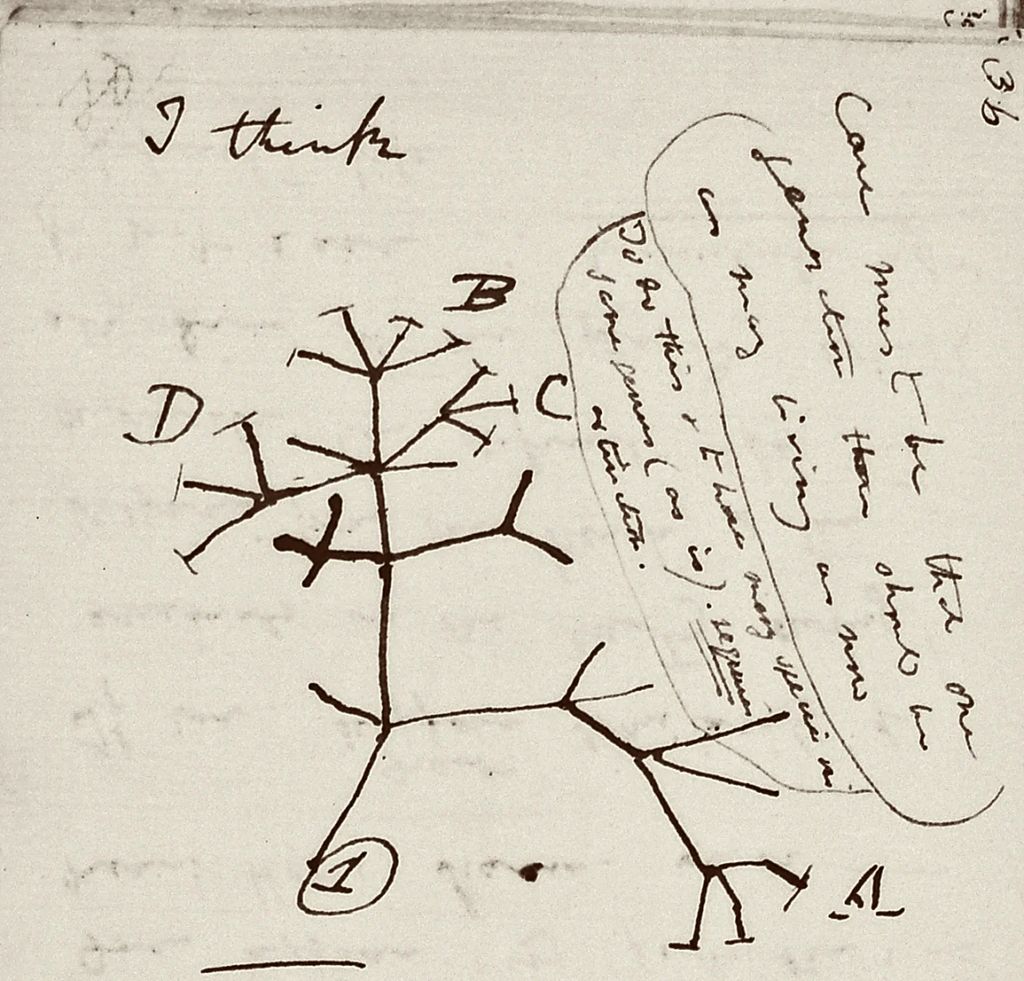 Picture of a page in one of the missing Darwin notebooks, showing Darwin's famous "Tree of Life" drawing.