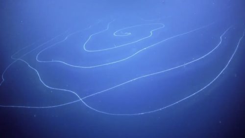 A siphonophore, believed to be the longest sea creature ever recorded.