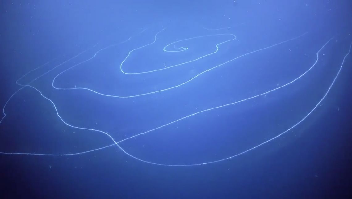 A siphonophore, believed to be the longest sea creature ever recorded.