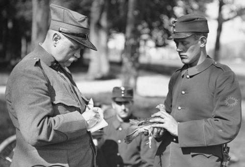 Sending a message by carrier pigeon within the Swiss Army during World War I