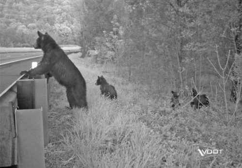 A bear looks over a guard rail at a busy highway, with several cubs visible behind her.