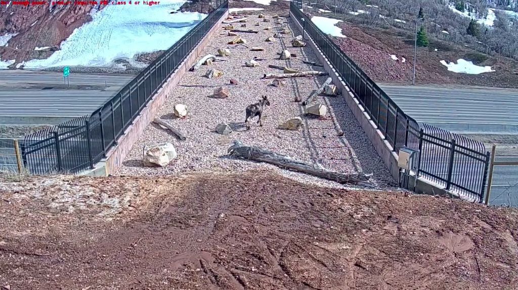 Animals have begun using a wildlife bridge over I-80 in Utah. In this shot, a female moose is shown crossing.