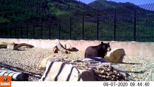 Animals have begun using a wildlife bridge over I-80 in Utah. In this shot, a bear is shown crossing.