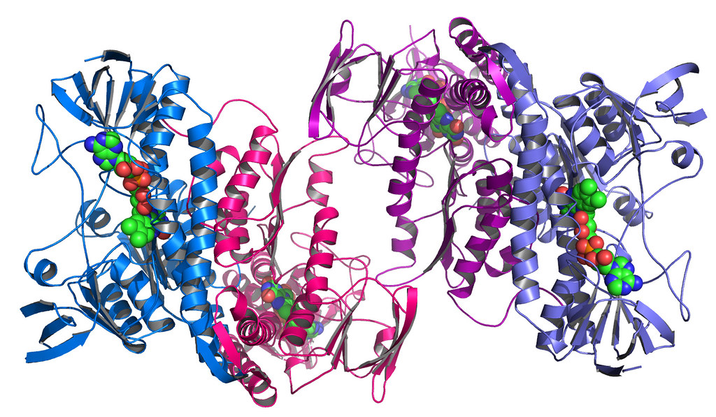 This structure represents a dehydrogenase enzyme from the bacteria Colwellia psychrerythraea. The enzyme is capable of generating harmful reactive oxygen species and has been implicated in neurodegeneration, ischemia-reperfusion, cancer and several other disorders.