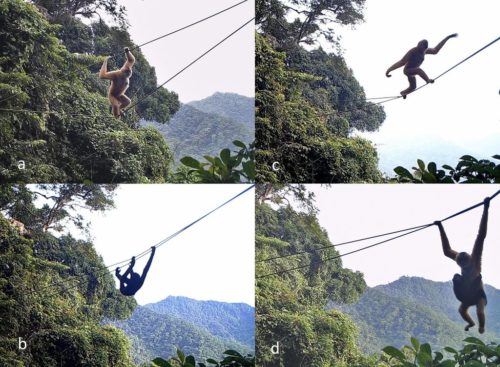 A collage of four pictures showing endangered Hainan gibbons using a rope wildlife bridge.