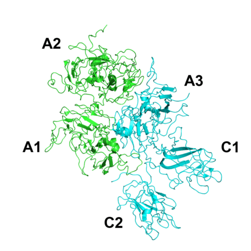 a folding diagram for a protein known as Factor VIII, which helps blood form a scab when you bleed. Rendering of B-domainless FVIII (PDB:2R7E) with PyMol