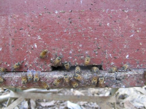 Honeybees apply poop around entrance to hive.