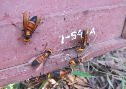 Giant hornets near entrance to hive.