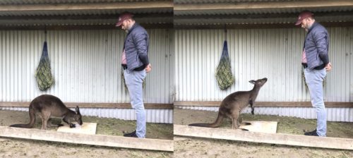 A kangaroo displays gaze alternation between the transparent box with food inside it and with a human.