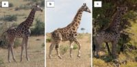 Three giraffes are shown: A. a full-sized giraffe, B. a dwarf giraffe in Uganda, C. a dwarf giraffe in Namibia.