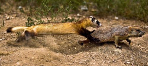 The National Black-footed Ferret Conservation Center breeds endangered black-footed ferrets and then prepares them for release into the wild. Here, a BFF is seen learning to catch live prey. Over 90% of a black-footed ferret's diet in the wild is prairie dog.