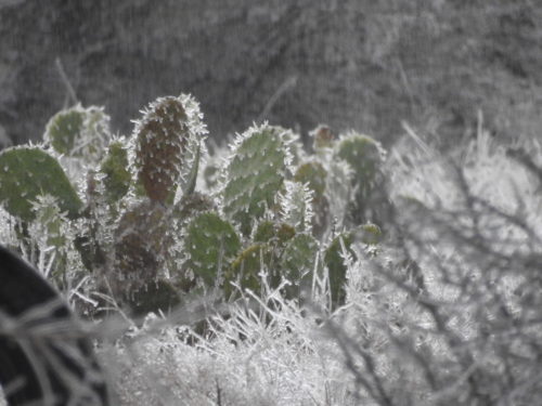 Ice on cactus in Texas.