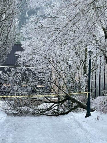 Tree fallen under weight of ice storm.