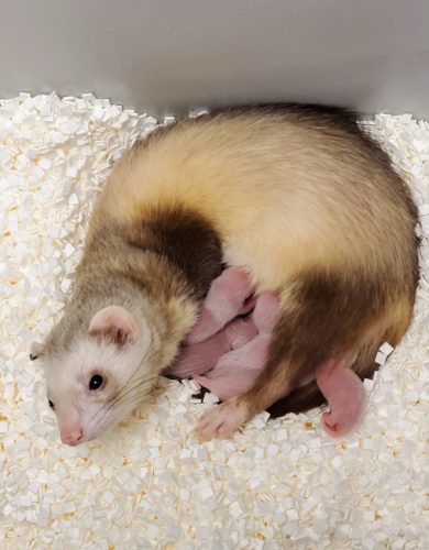 Elizabeth Ann, the first cloned black-footed ferret and first-ever cloned U.S. endangered species, with her domestic ferret siblings and surrogate mother.