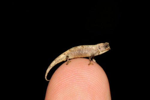 Male Nano-Chameleon (Brookesia nana) perched on a fingertip, fingerprint showing.