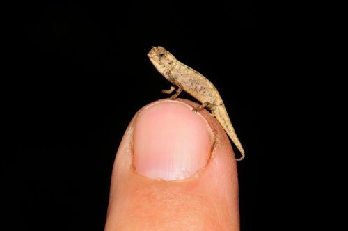 Male Nano-Chameleon (Brookesia nana) perched on a fingertip, nail showing.