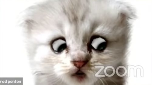 Screenshot of a video hearing in which lawyer Ron Ponton appears as a kitten with eyes looking at bottom right of screen.