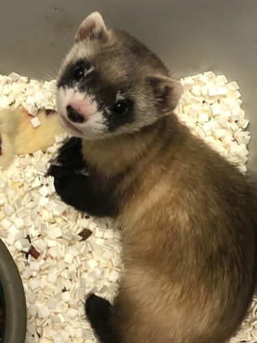 Elizabeth Ann, the first cloned black-footed ferret and first-ever cloned U.S. endangered species, at 48-days old.