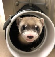 Elizabeth Ann, the first cloned black-footed ferret and first-ever cloned U.S. endangered species, at 50-days old.