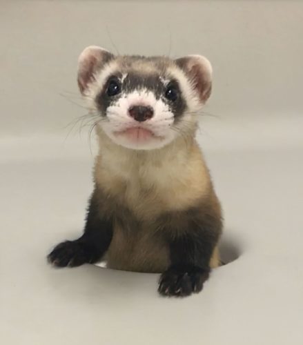 Elizabeth Ann, the first cloned black-footed ferret and first-ever cloned U.S. endangered species, at 68-days old.