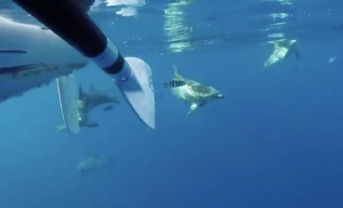 An underwater view of dolphins following Jasmine Harrison's boat.