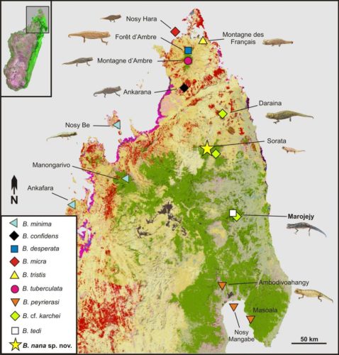 Map of Northern Madagascar, showing locations of several different kinds of chameleons.