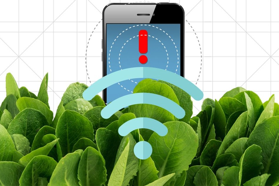 An illustration of spinach leaves sending a wireless signal to a cell phone.