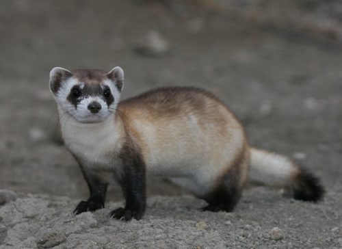 Black-footed Ferret.