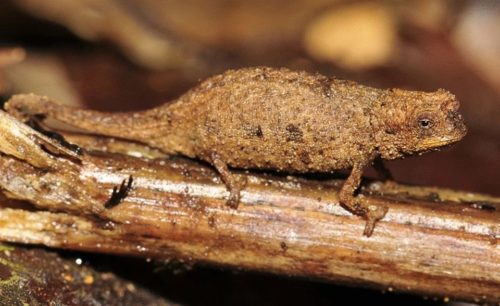 Female nano-chameleon perched on a stick.