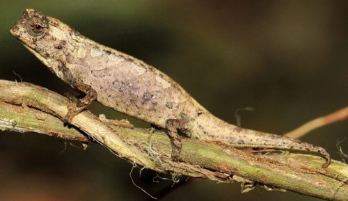 Male nano-chameleon perched on a stick.