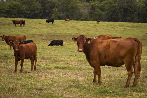 Cows in the pasture. Forage Systems Research Center in Linneus, MO.