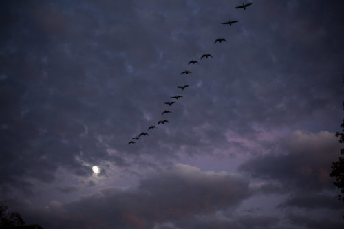 Canada Geese fly past the Moon at night.
