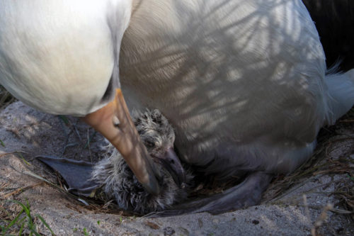 Wisdom's newest chick shortly after hatching, with its Dad, Akeakamai. February 2.