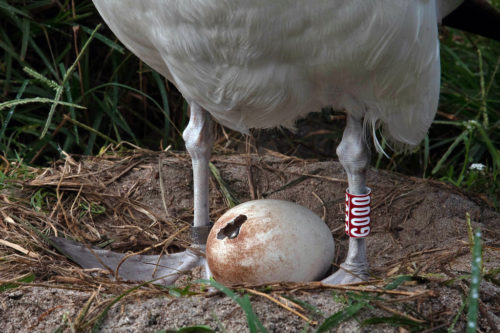 Wisdom's chick pipping. Pipping is when a young bird begins to crack the shell of the egg when hatching. Sometimes the process can take multiple days. January 30.